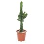Euphorbia cactus in kweekpot